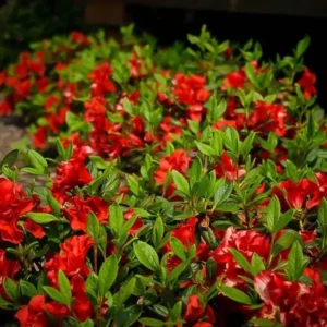Red Azalea Rhododendron Live Plant – 4 Inch Pot – Outdoor Shrub - Image 2