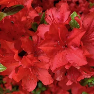 Red Azalea Rhododendron Live Plant – 4 Inch Pot – Outdoor Shrub - Image 5