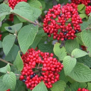 Red Balloon Viburnum Shrub Live Plant – 4 inch Pot – Outdoor Bush - Image 3