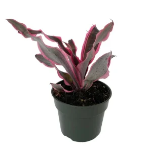 Red Baron Earth Star Plant - Cryptanthus Bromeliad Live Plant, 5 inch Pot, Indoor - Image 2