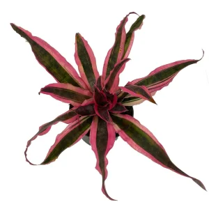 Red Baron Earth Star Plant - Cryptanthus Bromeliad Live Plant, 5 inch Pot, Indoor - Image 1