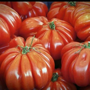 Red Beauty Lottringa Tomato Seeds - Organic Heirloom for Gourmet Sauce (25 Seeds) - Image 4