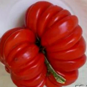 Red Beauty Lottringa Tomato Seeds - Organic Heirloom for Gourmet Sauce (25 Seeds) - Image 6
