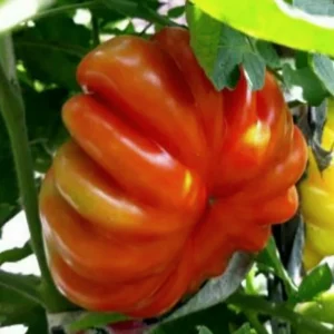 Red Beauty Lottringa Tomato Seeds - Organic Heirloom for Gourmet Sauce (25 Seeds) - Image 8