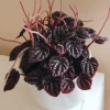 Red Beauty Peperomia Live Plant - 3-5" Tall, 2" Pot - Compact Radiator Plant for Indoor Decor - Image 1