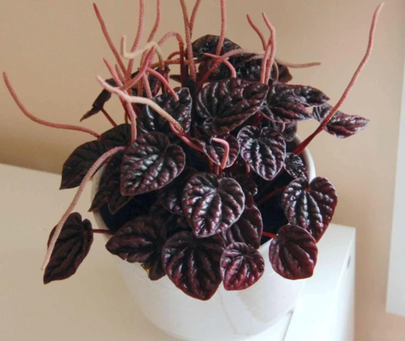 Red Beauty Peperomia Live Plant - 3-5" Tall, 2" Pot - Compact Radiator Plant for Indoor Decor - Image 1
