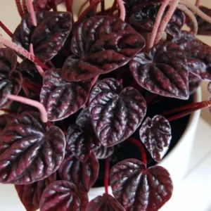 Red Beauty Peperomia Live Plant - 3-5