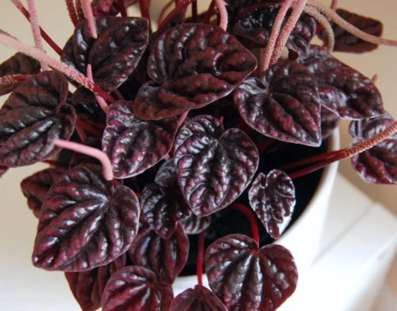 Red Beauty Peperomia Live Plant - 3-5" Tall, 2" Pot - Compact Radiator Plant for Indoor Decor - Image 2