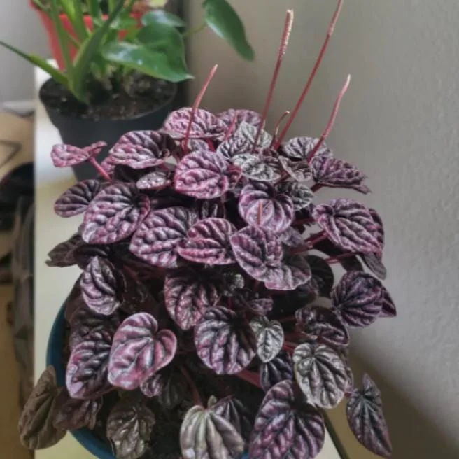 Red Beauty Peperomia Live Plant - 3-5" Tall, 2" Pot - Compact Radiator Plant for Indoor Decor - Image 3