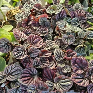 Red Beauty Peperomia Live Plant - 3-5