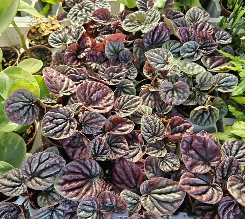 Red Beauty Peperomia Live Plant - 3-5" Tall, 2" Pot - Compact Radiator Plant for Indoor Decor - Image 4