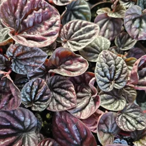 Red Beauty Peperomia Live Plant - 3-5