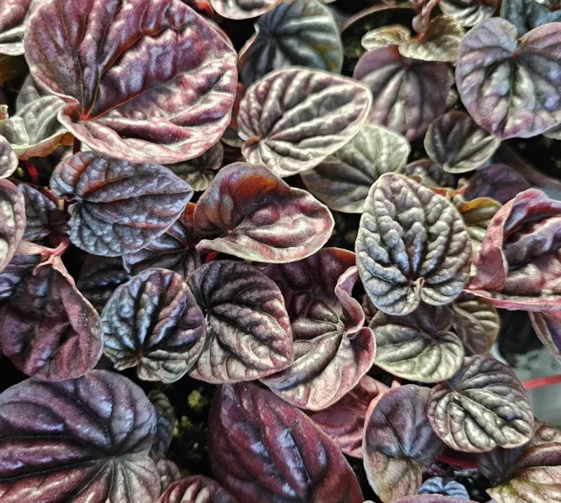 Red Beauty Peperomia Live Plant - 3-5" Tall, 2" Pot - Compact Radiator Plant for Indoor Decor - Image 5