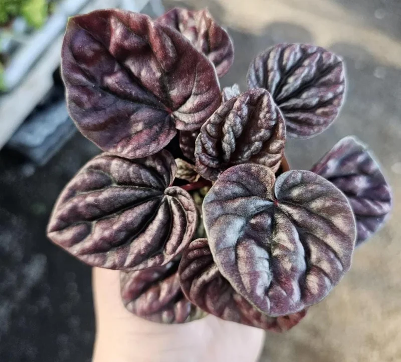 Red Beauty Peperomia Live Plant - 3-5" Tall, 2" Pot - Compact Radiator Plant for Indoor Decor - Image 6