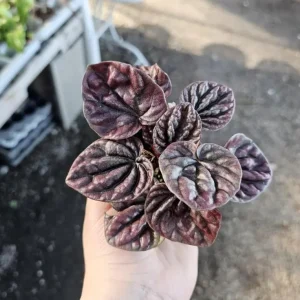 Red Beauty Peperomia Live Plant - 3-5