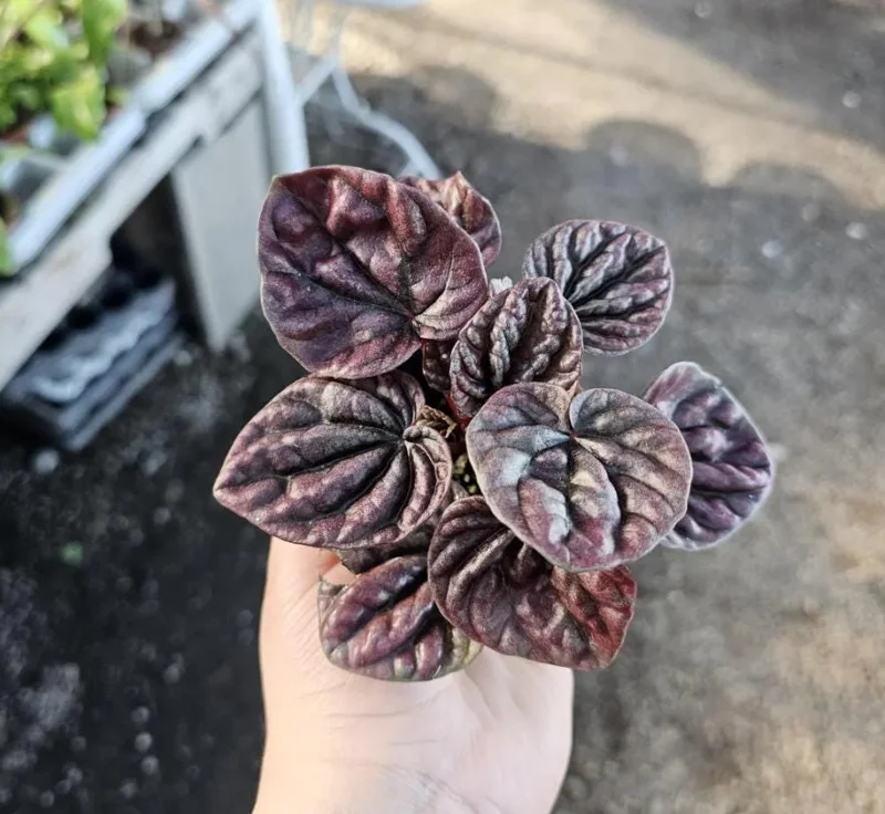 Red Beauty Peperomia Live Plant - 3-5" Tall, 2" Pot - Compact Radiator Plant for Indoor Decor - Image 7