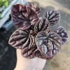 Red Beauty Peperomia Radiator Live Plant – 2 inch Pot – Indoor Houseplant - Image 1