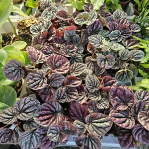 Red Beauty Peperomia Radiator Live Plant – 2 inch Pot – Indoor Houseplant - Image 2