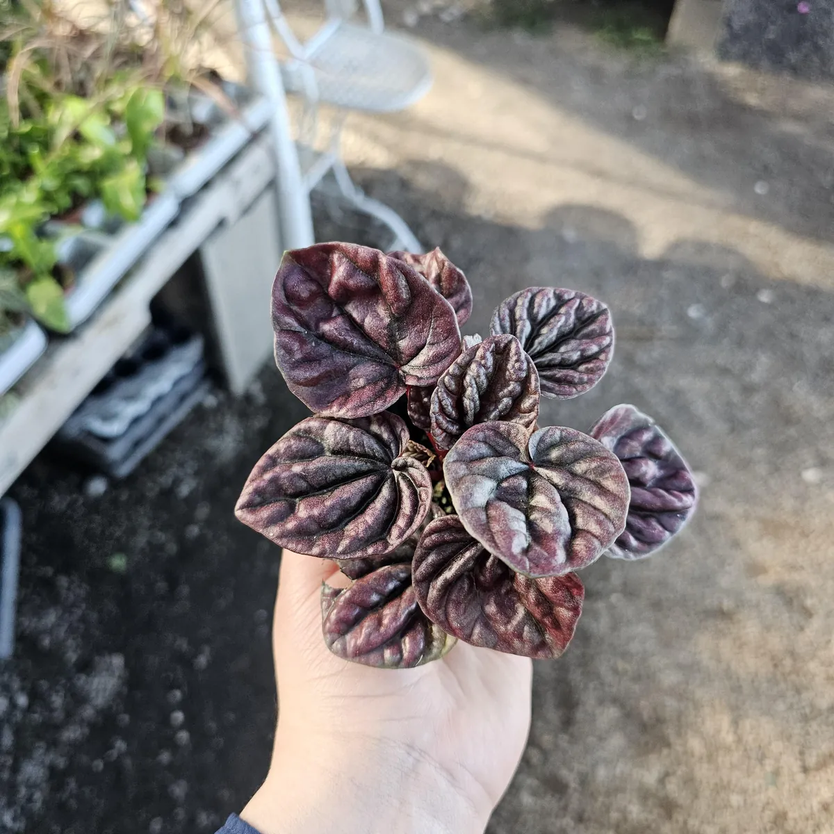 Red Beauty Peperomia Radiator Live Plant – 2 inch Pot – Indoor Houseplant - Image 3