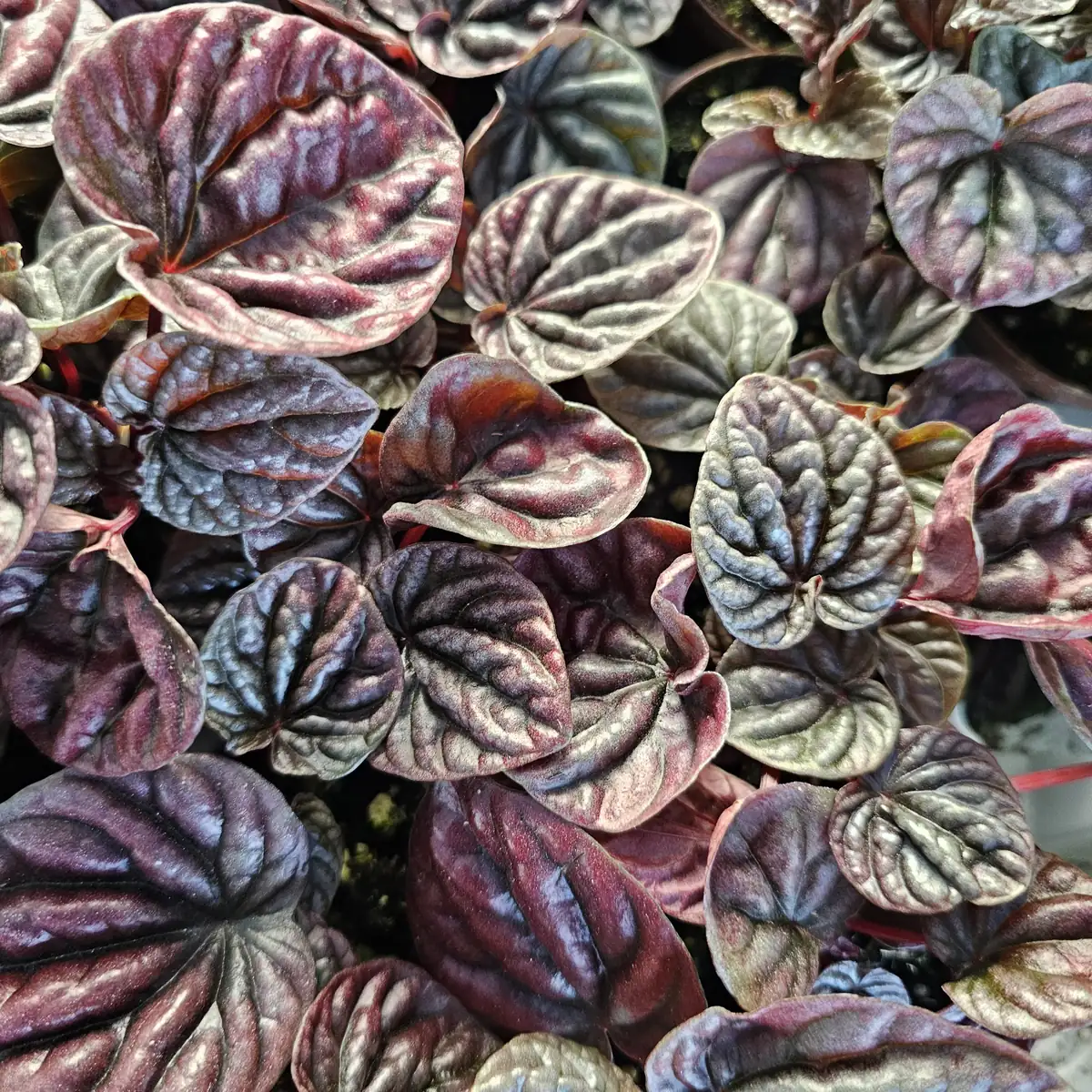 Red Beauty Peperomia Radiator Live Plant – 2 inch Pot – Indoor Houseplant - Image 4