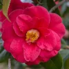 Red Bird Camellia Live Plant 4 inch Pot - Vibrant Red Blooms - Evergreen Shrub - Image 1