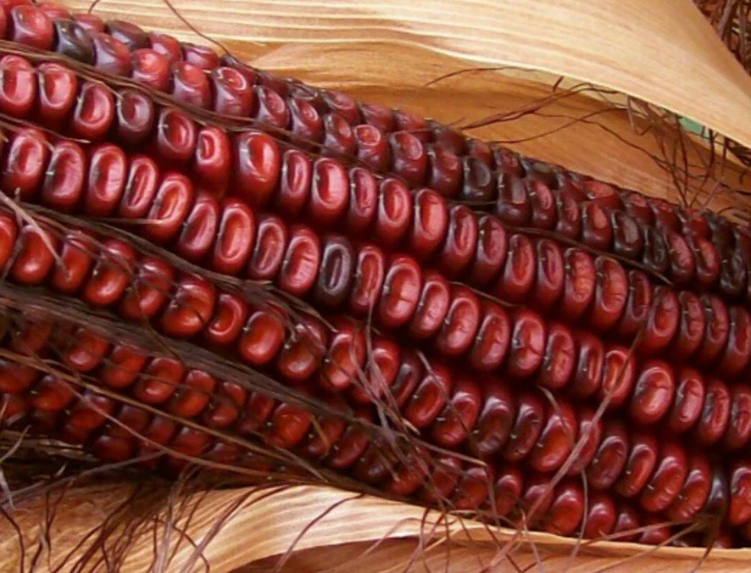 Red Bloody Butcher Dent Corn Seeds - Organic Heirloom - 1/2 Pound for Flour & Planting - Image 6