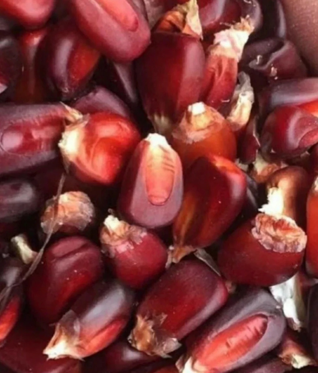 Red Bloody Butcher Dent Corn Seeds - Organic Heirloom - 1/2 Pound for Flour & Planting - Image 7