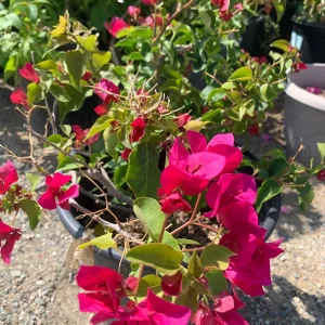 Red Bougainvillea Live Plant – 2-3 Feet Tall in 3 Gallon Pot – Outdoor Shrub - Image 2