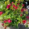 Red Bougainvillea Live Plant – 2-3 Feet Tall in 3 Gallon Pot – Outdoor Shrub - Image 1