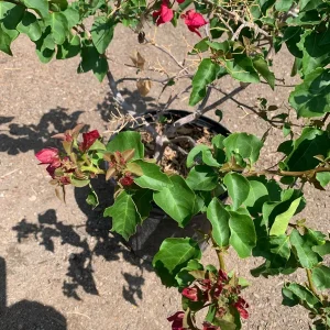 Red Bougainvillea Live Plant – 2-3 Feet Tall in 3 Gallon Pot – Outdoor Shrub - Image 3