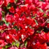 Red Bougainvillea Live Plant – Flowering Perennial, 6-8 Inches Tall, Outdoor - Image 1