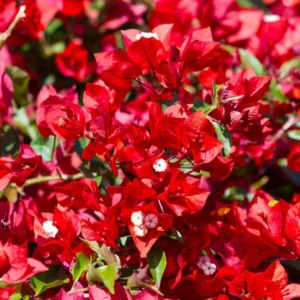 Red Bougainvillea Live Plant – Flowering Perennial, 6-8 Inches Tall, Outdoor - Image 1