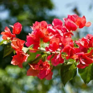 Red Bougainvillea Live Plant – Flowering Perennial, 6-8 Inches Tall, Outdoor - Image 4