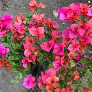 Red Bougainvillea 'Temple Fire' Live Plant – 6 Inch Pot – Bronze-Red Flowers – Outdoor Shrub - Image 1