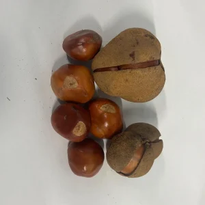 Red Buckeye Organic Seeds - Aesculus Pavia Firecracker Plant Seeds - Image 3