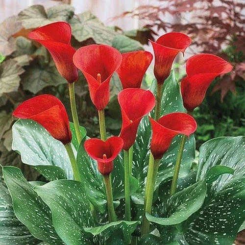 🌺🌺 Red Calla Lily Flowers Zantedeschia Aethiopica Plant Bonsai Seed FS07-10 - Image 2