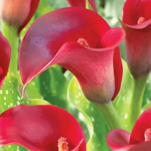 🌺🌺 Red Calla Lily Flowers Zantedeschia Aethiopica Plant Bonsai Seed FS07-10 - Image 1