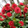 Red Camellia Live Plant – 4" Pot – 6-12 Inches Tall – Outdoor Shrub - Image 1