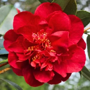 Red Camellia Live Plant – 4" Pot – 6-12 Inches Tall – Outdoor Shrub - Image 2