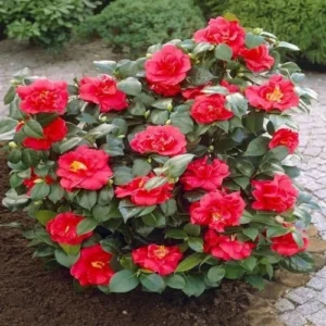 Red Camellia Live Plant – 4