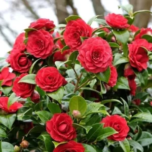 Red Camellia Live Plant – 4" Pot – 6-12 Inches Tall – Outdoor Shrub - Image 1