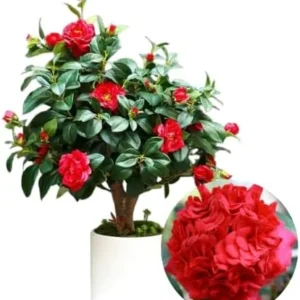 Red Camellia Live Plant – 4