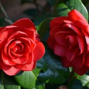 Red Camellia Live Plant – 4