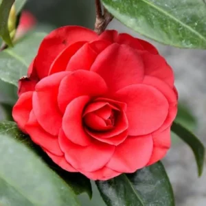 Red Camellia Live Plant – 4