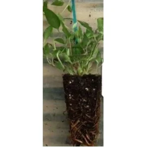 Red Cardinal Clematis Vine Live Plant – Potted 2.5