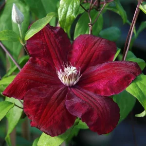 Red Cardinal Clematis Vine Live Plant – Potted 2.5