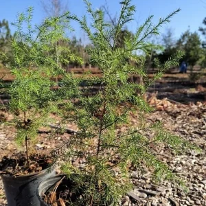 Red Cedar Tree Live Plant 10-16 inch - Eastern Red Cedar Evergreen - Image 2
