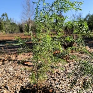 Red Cedar Tree Live Plant 10-16 inch - Eastern Red Cedar Evergreen - Image 3