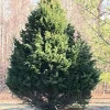 Red Cedar Tree Live Plant 10-16 inch - Eastern Red Cedar Evergreen - Image 1