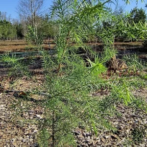 Red Cedar Tree Live Plant 10-16 inch - Eastern Red Cedar Evergreen - Image 4